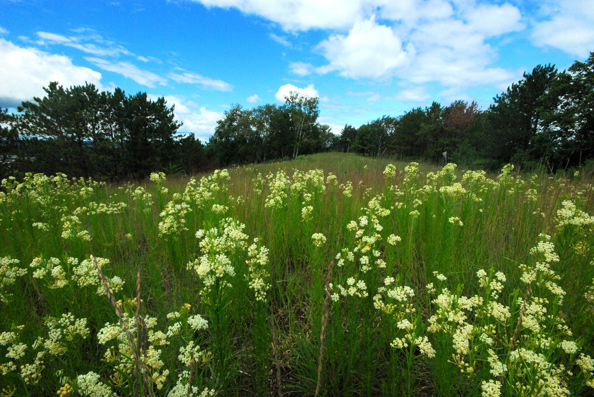 White Worled (Horesetail) Milkweed Asclepias Verticillata Flower Seeds – photo 9