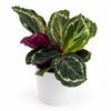 Calathea Roseopicta Medallion
