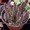 Crassula Pagoda Village