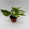 Epipremnum Pinnatum Marble Flame