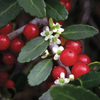 Yaupon Holly (Ilex vomitoria)
