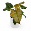 Philodendron 'Summer Glory'