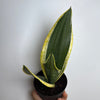 Sansevieria Zeylanica 'Black Gold'