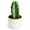 Cuddly Cactus