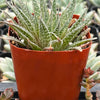 Lance Aloe