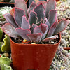 Echeveria Neon Breaker