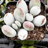 Cotyledon Silver Peak