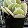 Kalanchoe Milottii