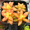 Sedum Shooting Stars