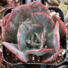 Echeveria Lavender Cloud