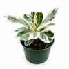 Variegated Ficus Lyrata 'Golden Sunshine'