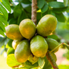 Jocote, Yellow (Spondias Mombin)