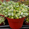 Cotyledon Pendens