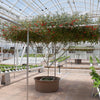 Italian Tree Tomato Seeds – 'Trip L Crop' Lycopersicon Red Fruit Vegetable – photo 2