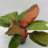 Philodendron 'Prince of Orange'