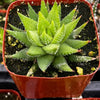 Haworthiopsis Fasciata