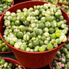 Variegated String of Pearls