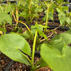Duck Potato (Sagittaria latifolia) – live plant – photo 5