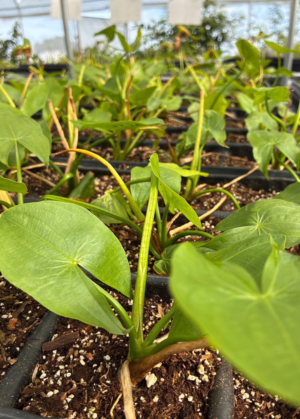 Duck Potato (Sagittaria latifolia) – live plant – photo 5