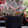 Echeveria Moon Dust Rose