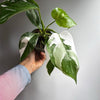 Philodendron White Princess
