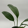 Anthurium Big Bill