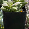 Crassula Springtime