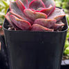 Echeveria Red Ball