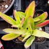 Crassula Capitella Campfire