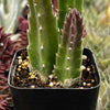 Stapelia Gigantea