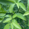 Gin Berry, Ginberry (Glycosmis pentaphylla)