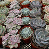 Bulk 4 inch Succulent Plants