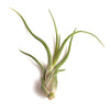 Tillandsia Caput Medusae