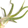 Tillandsia Caput Medusae