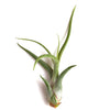 Tillandsia Caput Medusae