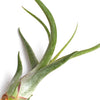 Tillandsia Caput Medusae