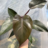 Philodendron Royal Queen