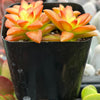 Sedum Shooting Stars