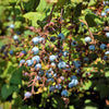 25 RED FLOWERING CURRANT Ribes Sanguineum aka Blood Currant Edible Fruit Blue Black Berries Shrub Seeds