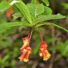 25 TWINBERRY HONEYSUCKLE Lonicera Involucrata California Bearberry Black Twin Berry Endangered Native Sun or Shade Shrub Yellow Red Hummingbird Flower Seeds
