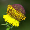 50 ROSILLA Helenium Puberulum Autumn Lollipop Sneezeweed Dogtooth Daisy Helen's Flower Yellow & Red Herb Seeds