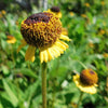 50 ROSILLA Helenium Puberulum Autumn Lollipop Sneezeweed Dogtooth Daisy Helen's Flower Yellow & Red Herb Seeds