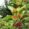 25 TWINBERRY HONEYSUCKLE Lonicera Involucrata California Bearberry Black Twin Berry Endangered Native Sun or Shade Shrub Yellow Red Hummingbird Flower Seeds