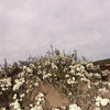 5 BEACH PLUM Prunus Maritima Native Edible Fruit Shrub Bush White Flower Seeds
