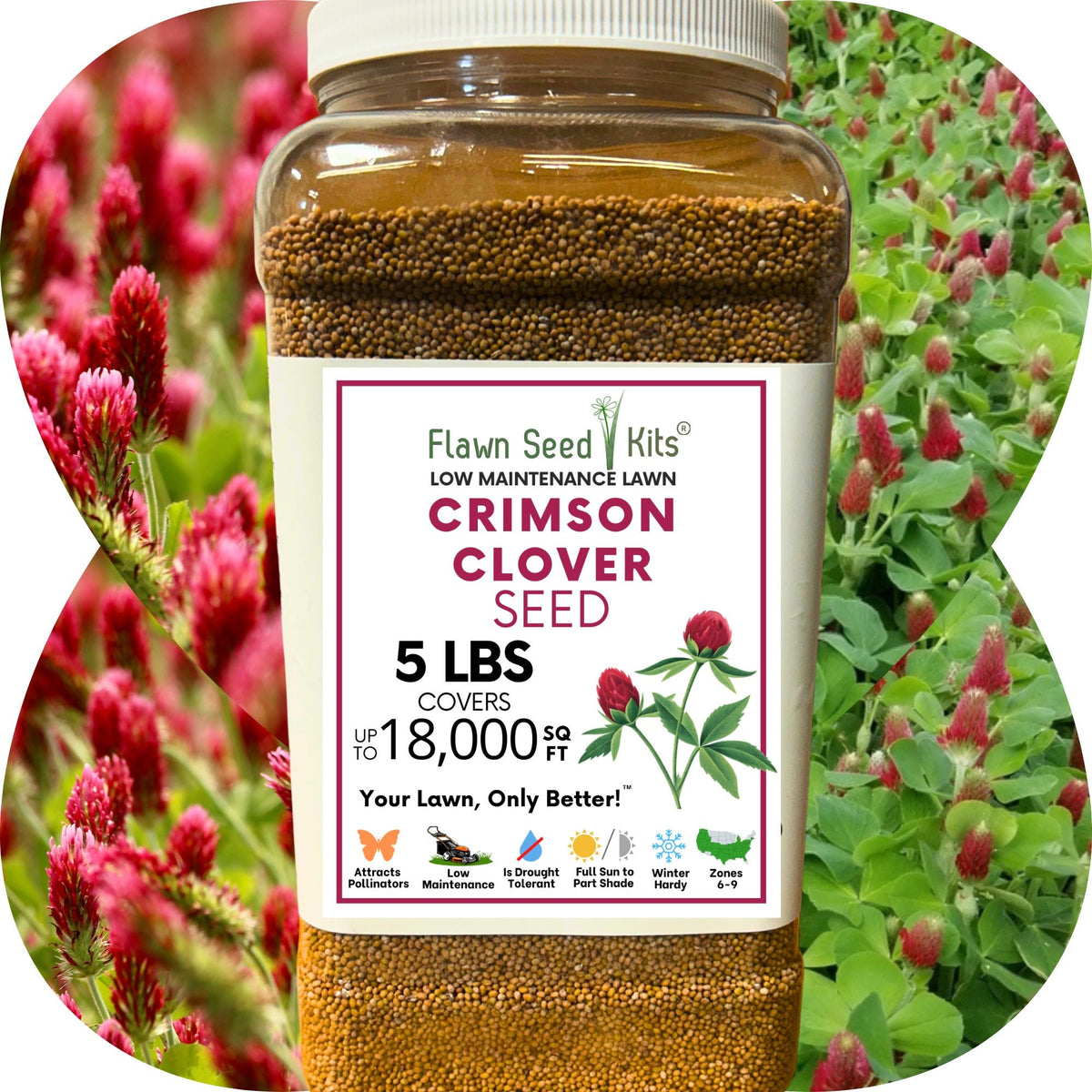Crimson Clover Seed – photo 15