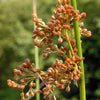 1000 SOFT RUSH (Common Rush) Juncus Effusus Ornamental Grass Seeds