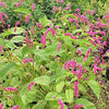 10 KISS ME OVER THE GARDEN GATE Princess Feather Polygonum Orientale Persicaria Orientalis Magenta Pink Flower Herb Seeds