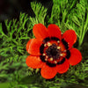10 ADONIS PHEASANTS EYE Adonis Aestivalis Red & Black Flower Seeds