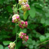 25 FRINGECUP Tellima Grandiflora Odorata Bigflower Fringe Cup Pink Flower Seeds