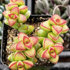 Crassula Brevifolia